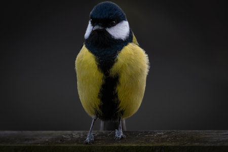 Great tit on a dark backgroundの写真素材