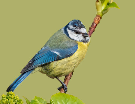 Blue tit on a brach with a clean backgroundの写真素材