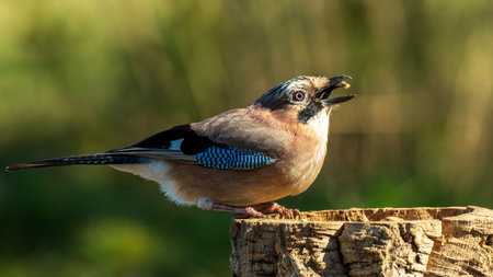 Jay is a natural environment. Colorful clean background.の写真素材