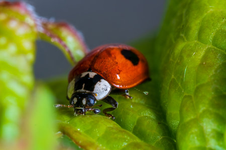 Close up of a ladybug