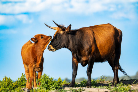 Portrait of a cow and a calf on a background of blue skyの写真素材