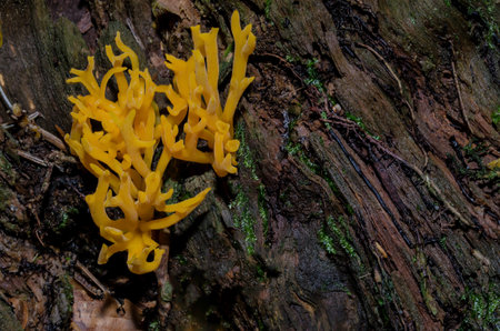 yellow mushroom is growing out of dead wood
