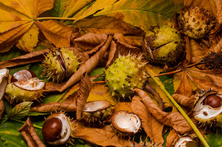 conker and leaves as backround at autumnの写真素材