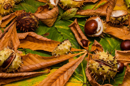 conker and leaves as backround at autumnの写真素材