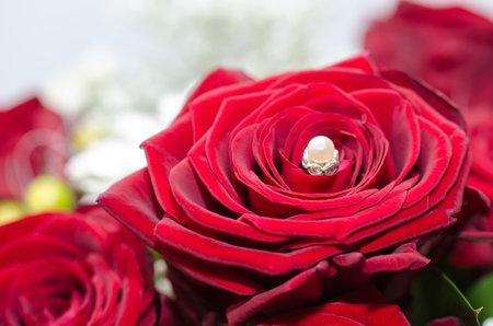 roses vor birthday and other eventsの写真素材