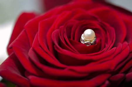 roses vor birthday and other eventsの写真素材