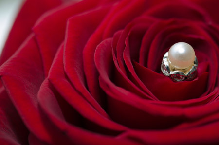 roses vor birthday and other eventsの写真素材