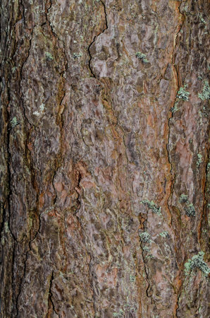 tree bark of a old german tree with little bit mossの写真素材