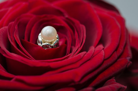 roses vor birthday and other eventsの写真素材