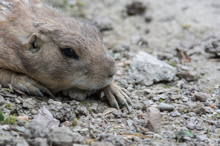 sleeping gopher at a zoo in austriaの写真素材