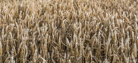 cornfield perfectly useable as backround or for illustrationの写真素材