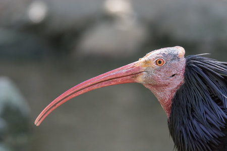 a very ugly bird in an austrian zooの写真素材