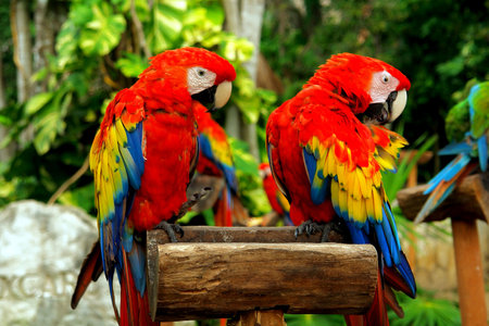   Couple of parrots                             