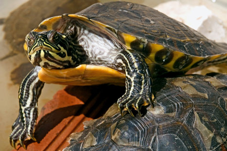 small turtleの写真素材