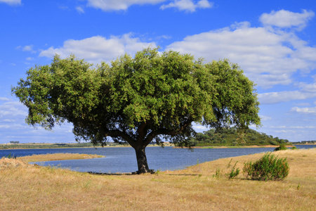 Cork treeの写真素材
