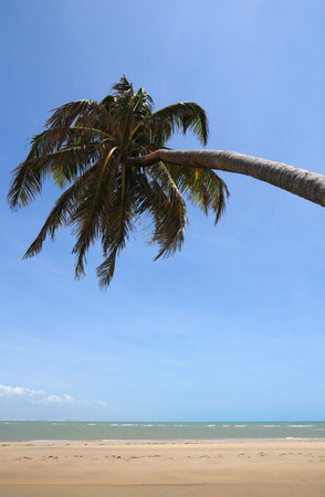 Palm in the beachの写真素材