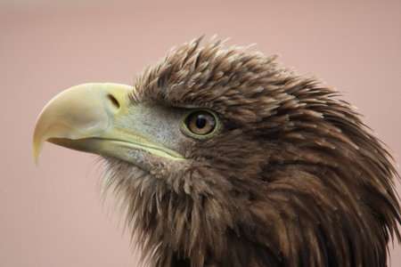 sea eagle