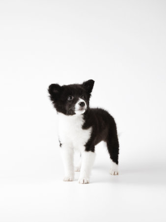 Puppyの写真素材