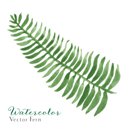 Vector Watercolor Fern Illustration.のイラスト素材