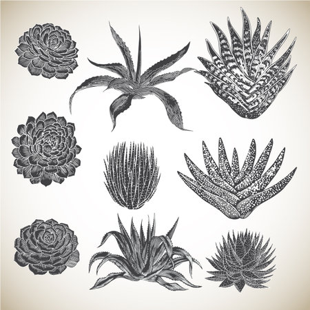 Vintage Hand Drawn Succulents Set - Collection of various succulents, hand drawn in a vintage style.のイラスト素材