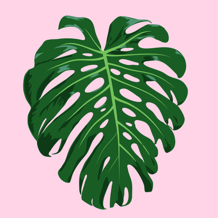 Tropical Monstera deliciosa leafのイラスト素材