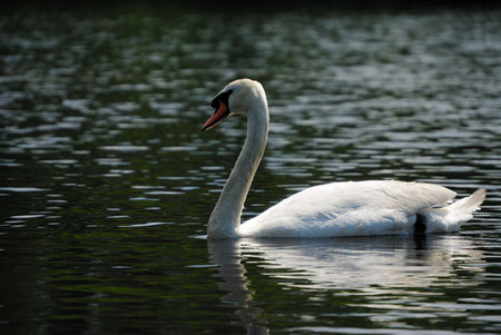 Swanの写真素材