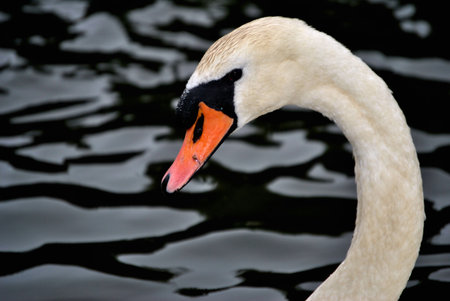 Swanの写真素材