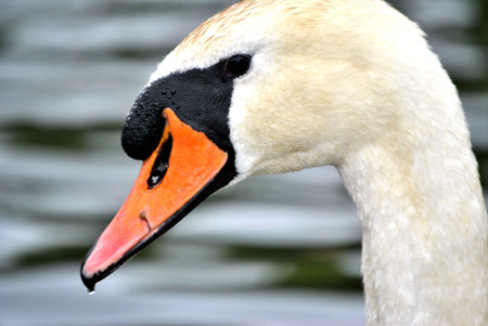 Swanの写真素材