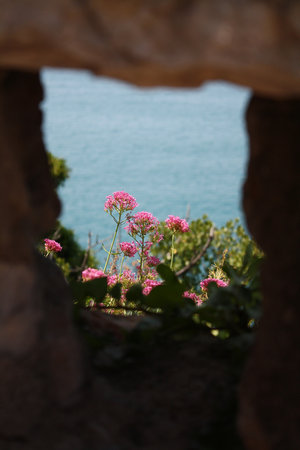 Fiori a Lericiの写真素材