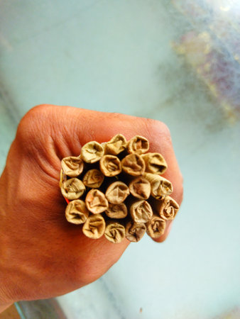 Indian Desi cigarette or bidi in hand. A hand holding many bidiの写真素材