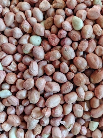 Texture background of peanut. The peanut also known as the groundnut, goober, pindar or monkey nut and mungfali dana in India.の写真素材