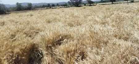 Ripe wheat crops ready to harvest in the agriculture fieldの写真素材