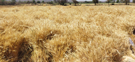 Fresh harvest of wheat crops. Golden agriculture field, dry wheat strawの写真素材