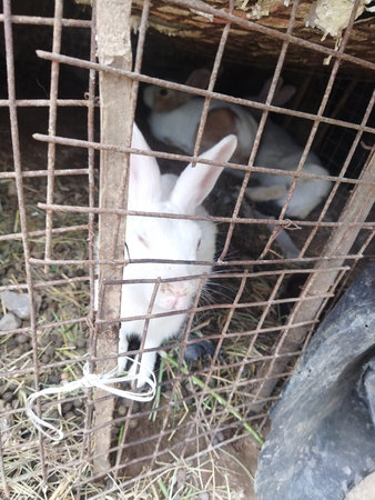 A white rabbit in cage. Close view of animal.の写真素材