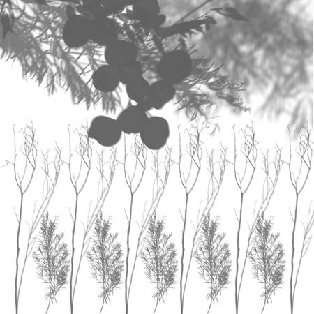 Forest shadow on white illustration. Leaf and branches shadowの写真素材