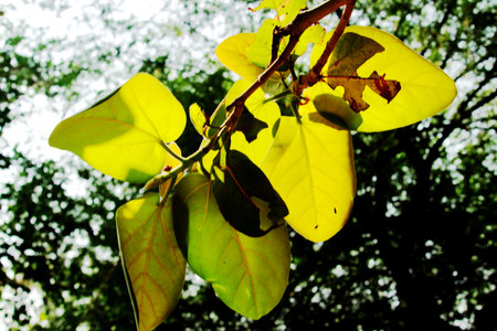Close up of almond tree leaf. Leaf shinning in sunlightの写真素材