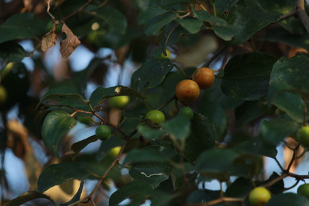 Close up of Indian ber fruit on tree bush. Indian famous fruit selective focusの写真素材