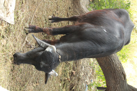 A Indian buffalo feeding dried grass or straw.の写真素材