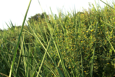 Close up of green sugarcane and pigeon pea leaves. Picture capture by inside fieldの写真素材