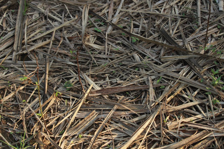 Heap of dried sugarcane hay as background. Hay for feed animal at farm. Pile of hay in India.の写真素材
