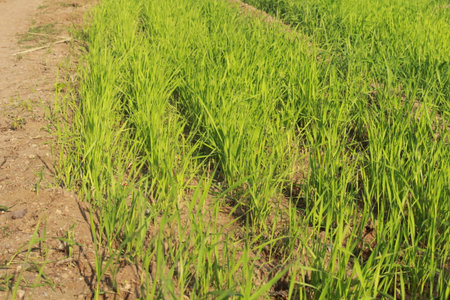 Young wheat crop in ploughed field. Crops of winter wheat. Rows of young sprouts of wheat. Close viewの写真素材