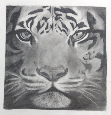 Hand draw sketch of tiger head. Black and white tiger face sketch backgroundの写真素材
