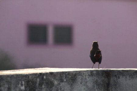 Beautiful Little street blackbird sitting on wall in sunlight, window of house in the background with blur. Selective focus of bird with space, Indian breed birdの写真素材