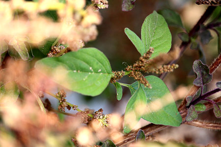 Close up of Ocimum tenuiflorum, commonly known as holy basil or tulsi, is an aromatic perennial...