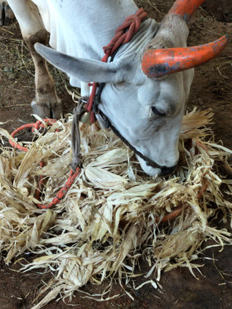 Bull eating dry corn husks. Indian bread white bull feeding dry corn husks in the yardの写真素材