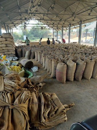 Burhanpur, Madhya Pradesh - Nov 18, 2024 : Workers packaging bags of soybean. Workers packaging soybean's bags after auction in Mandi. Indian Anaaj Mandi (Grain Market) view.の写真素材