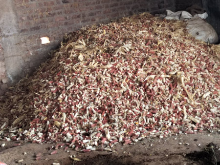 Pile of corn husks. Close up of corn husks after harvesting of corns crops. Corn husks use as animals food and lighting fire in india. Dry corn husk.の写真素材