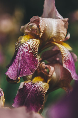 Fresh violet iris flower with rain drops on petalsの写真素材