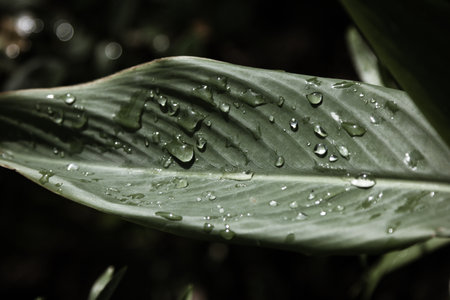 Green leaf with rain drops