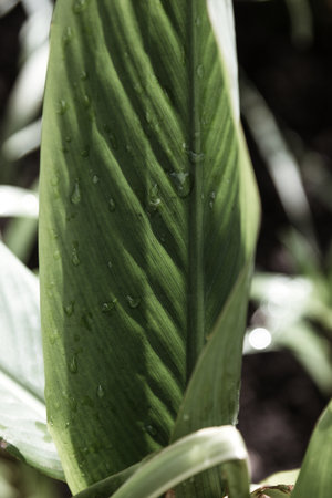 Green leaf with rain dropsの写真素材